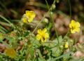 Helianthemum nummularium  subsp obscurum